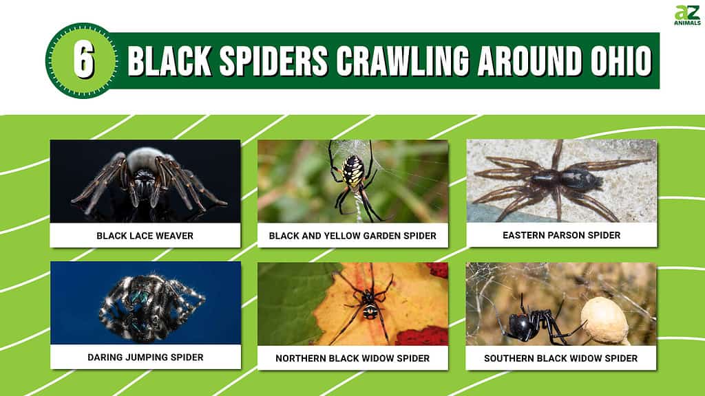 Spindly Spiders and Their Secret Sanctuaries