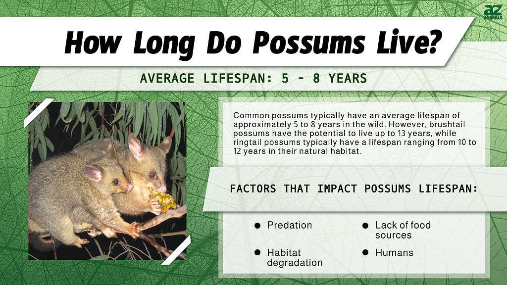 How Long Do Possums Live? infographic