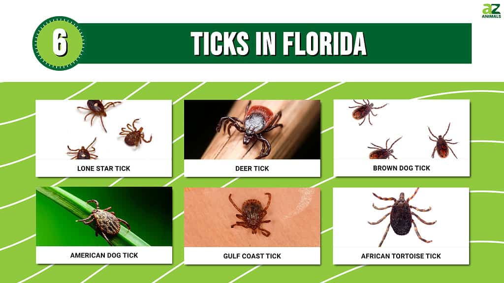 Picture Graph of 6 Ticks in Florida