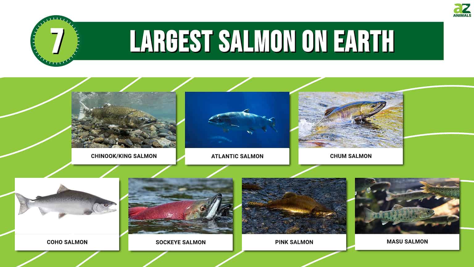 Discover the 7 Largest Salmon on Earth - A-Z Animals