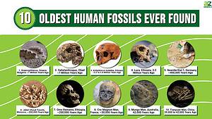 The 10 Oldest Human Fossils Ever Found - A-Z Animals