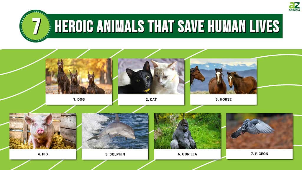 Heroic Animals That Save Human Lives infographic
