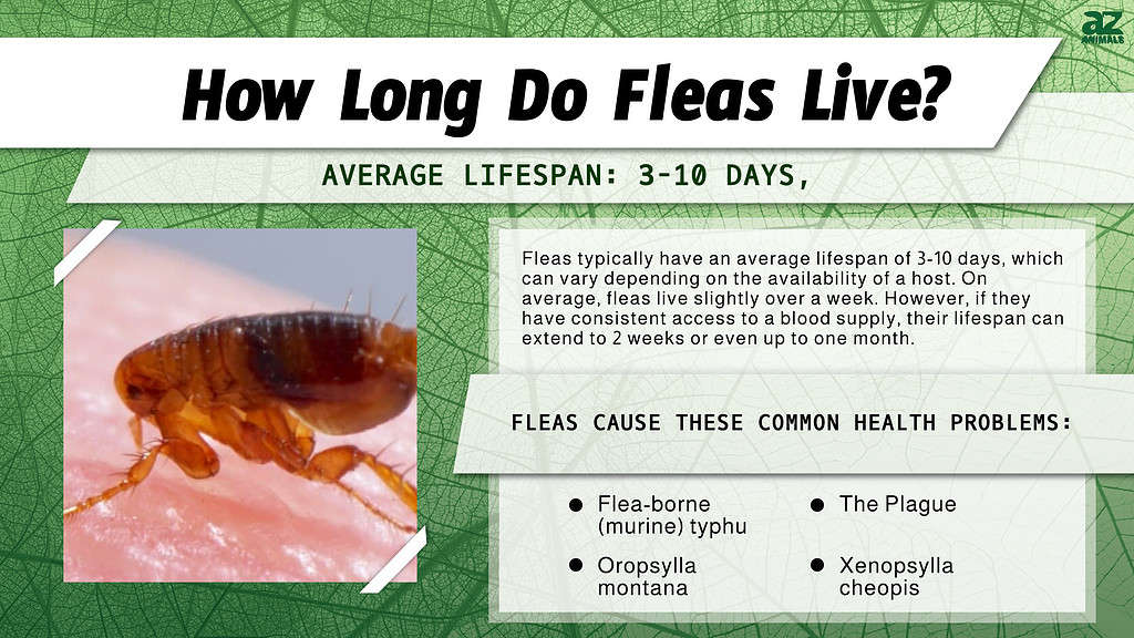 How Long Do Fleas Live? infographic
