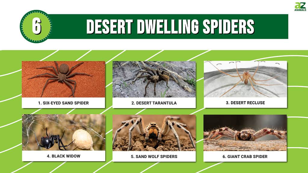 Infographic of 6 Desert Dwelling Spiders