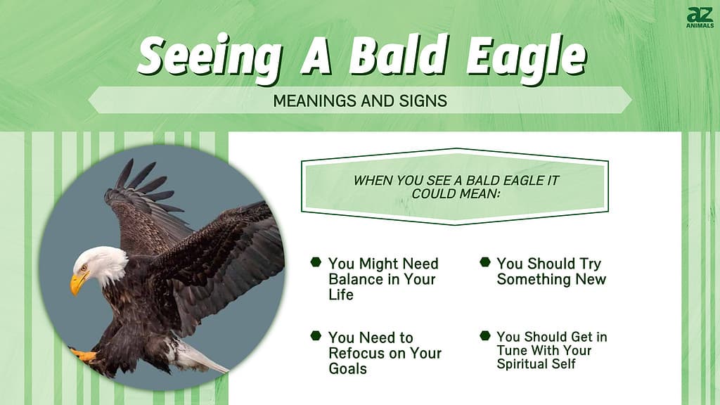 Discover 5 Meanings And Signs Of Seeing A Bald Eagle