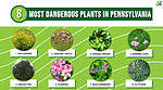 Discover the 8 Most Dangerous Plants in Pennsylvania - A-Z Animals