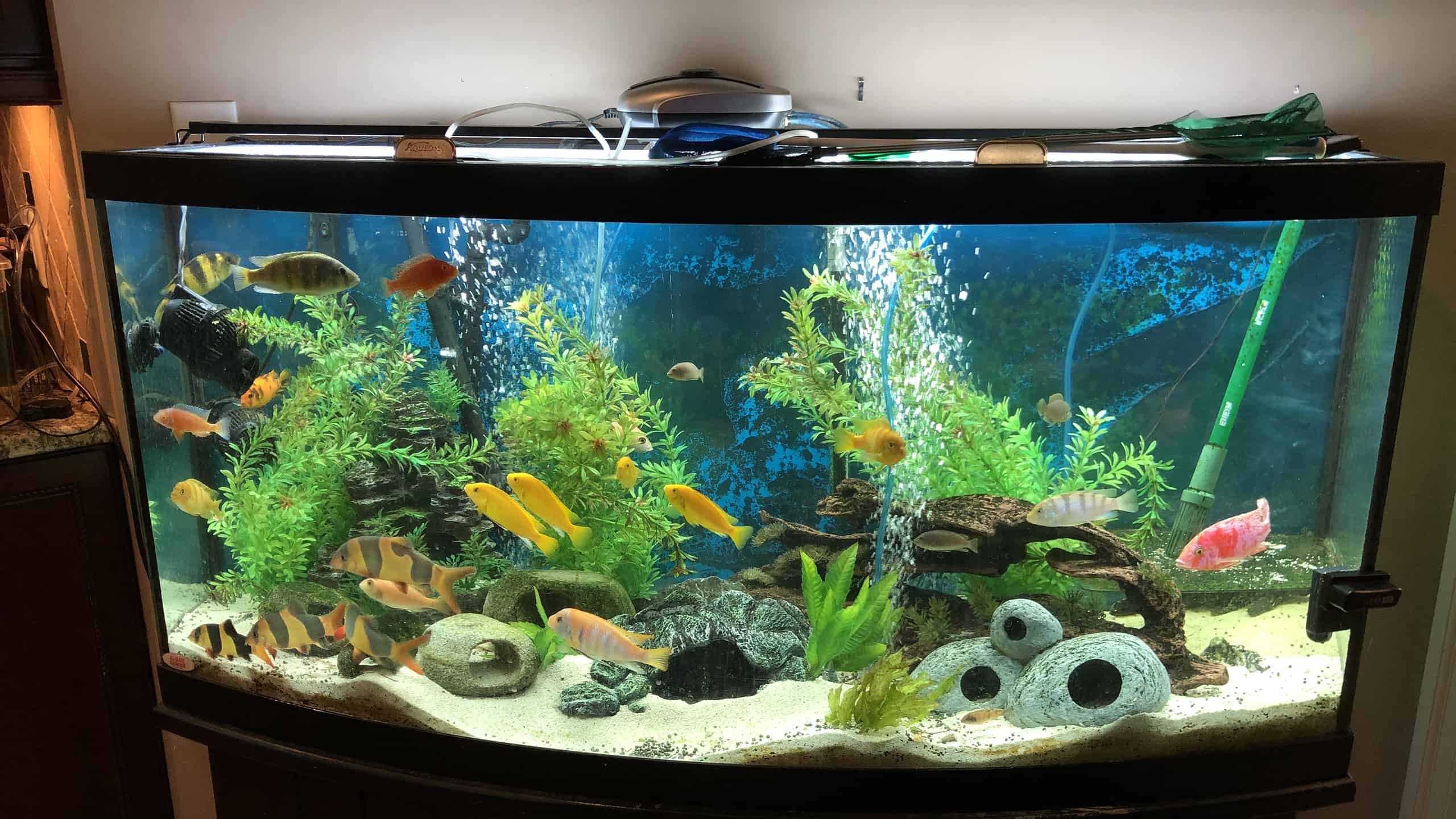 Is It Safe To Soften Aquarium Water Using Peat Moss? - Good Fish Keeper