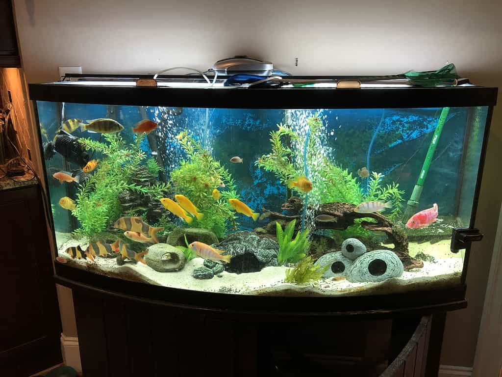 African Cichlid Fish Tank