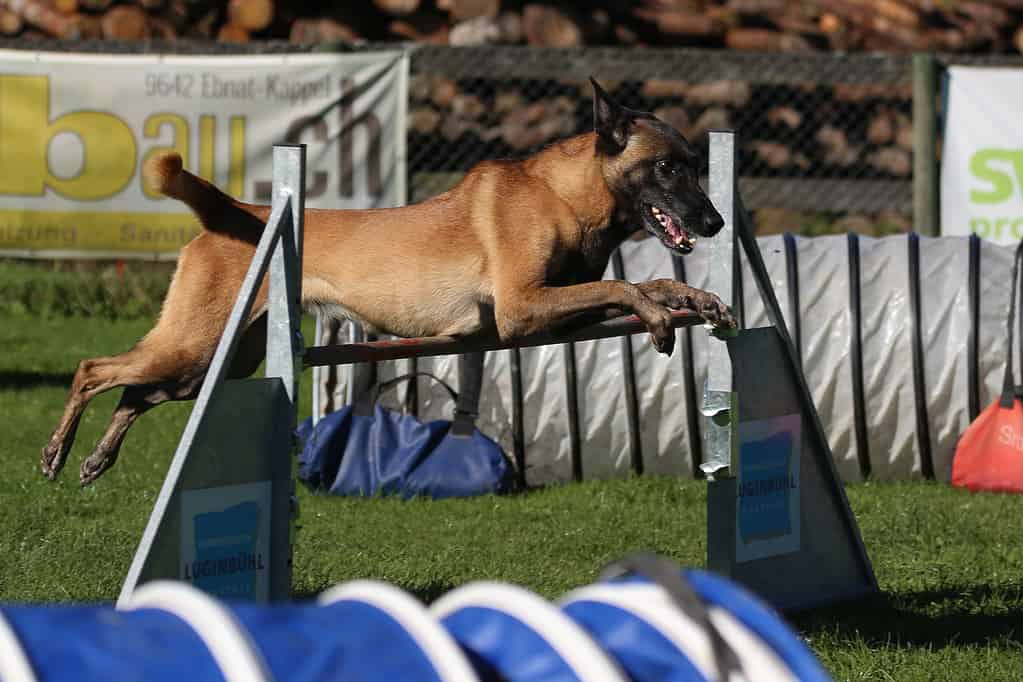 A Belgian Malinois during agility training.