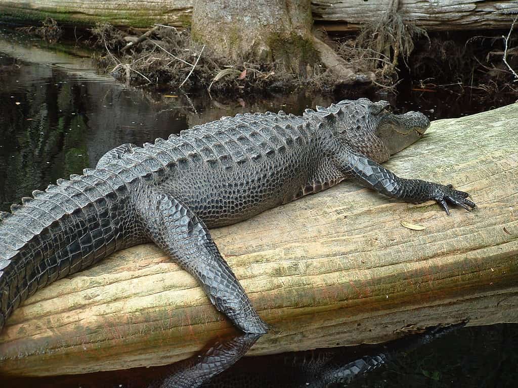 Alligator okefenokee swamp
