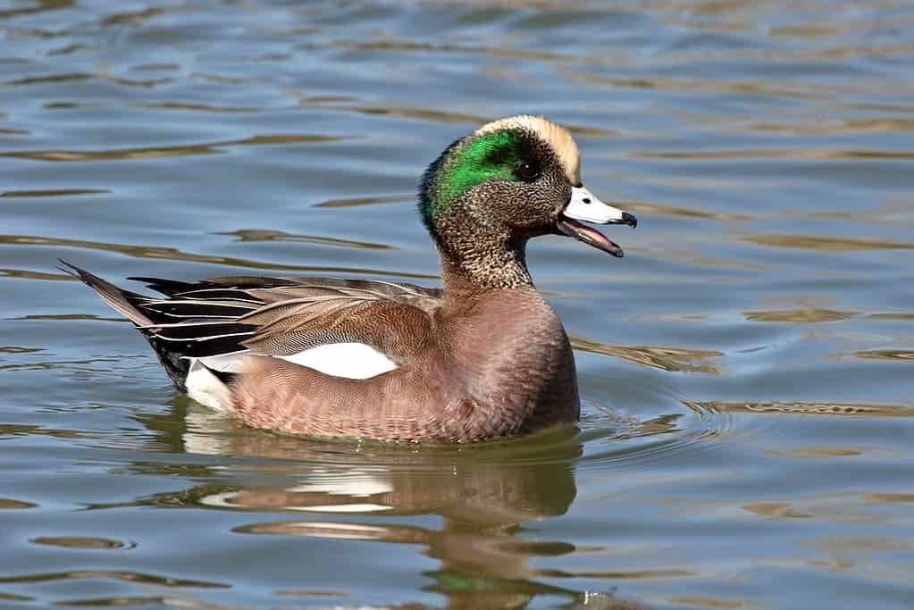 American Wigeons