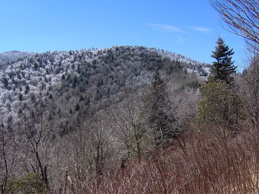 Old Black, west from the Appalachian Trail as it crosses Inadu Knob. The elevation at this point on the trail is approximately 6,000 feet/1,828 meters. The elevation of Old Black is 6,370 feet/1,941 meters. The summit of Mt. Guyot is visible on the far left.