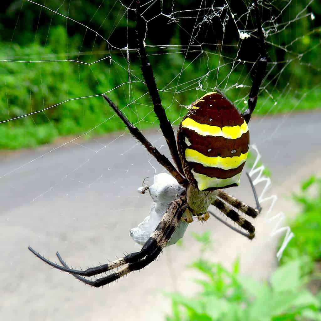 Samurai Spider (Argiope amoena) in a web in Japan.