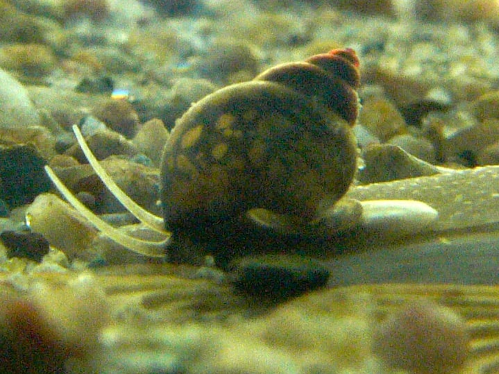 Faucet snail (Bithynia tentaculata), also called mud bithynia or common bithynia