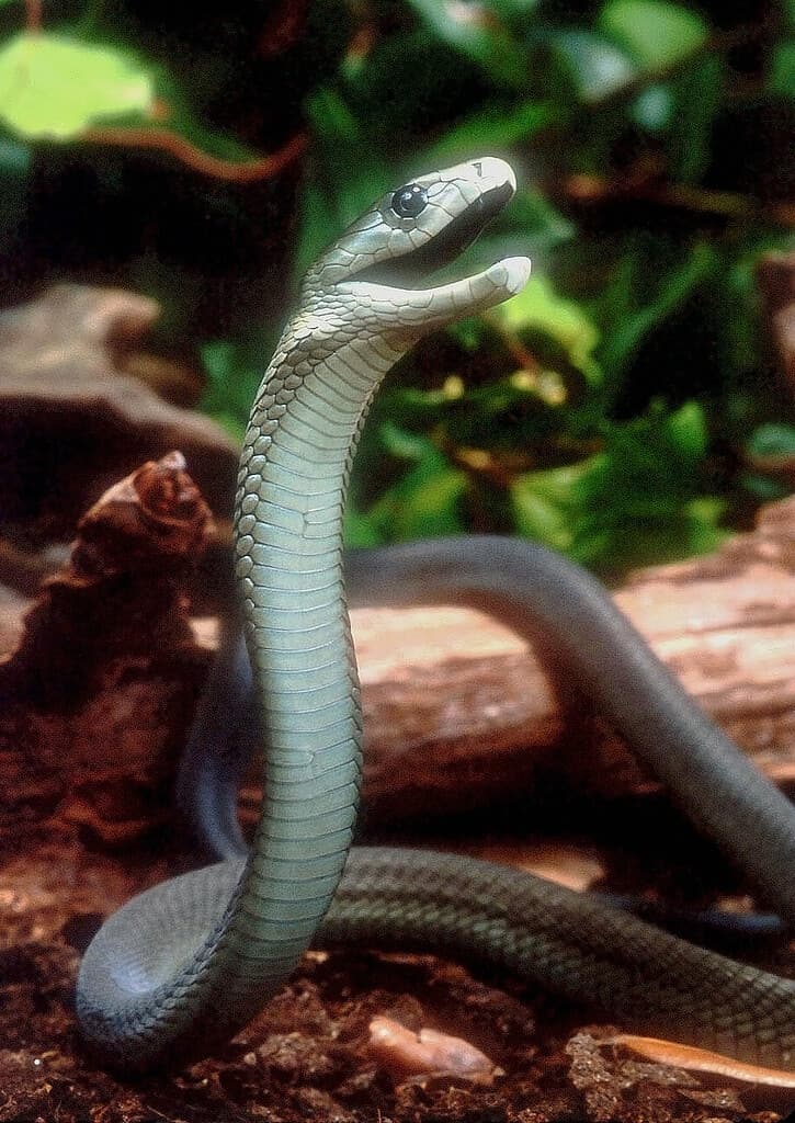 Black Mamba Dendroaspis_polylepis_by_Bill_Love