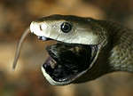 How Fast Are Black Mambas? Discover Their Top Striking and Slithering ...