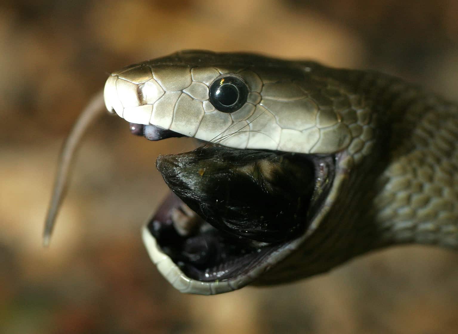 Discover 1 Snake With A Dark Black Tongue A Z Animals Discover 1 Snake With A Dark Black Tongue A Z Animals