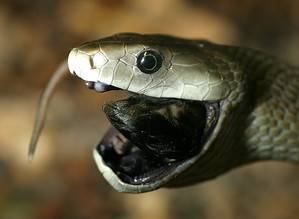 How Fast Are Black Mambas? Discover Their Top Striking and Slithering Speeds Picture