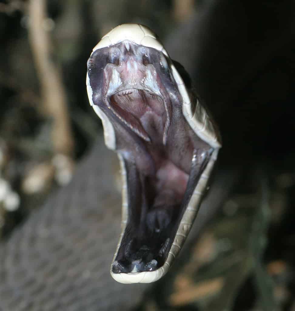 Black Mamba interior of mouth Dendroaspis_polylepis_striking