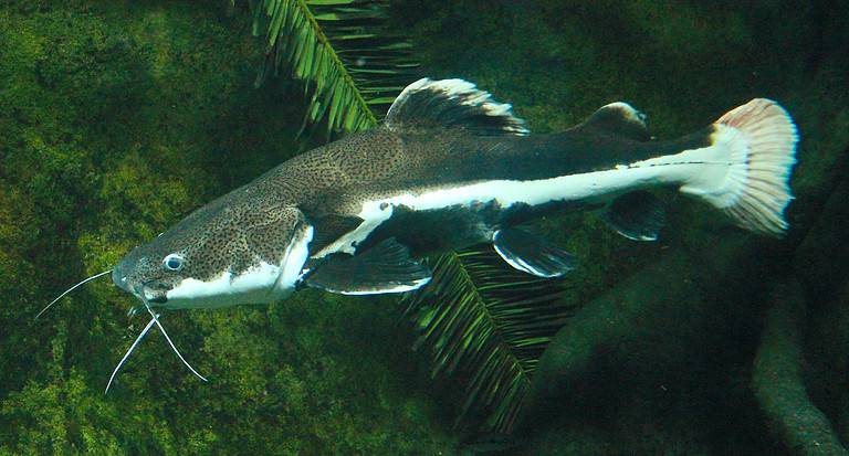 River Monsters: Discover the Biggest Fish in the Amazon River - A-Z Animals