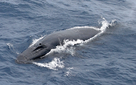Photo of Bryde's whale at surface