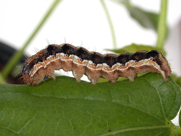 Old World Bollworm (Helicoverpa armigera)