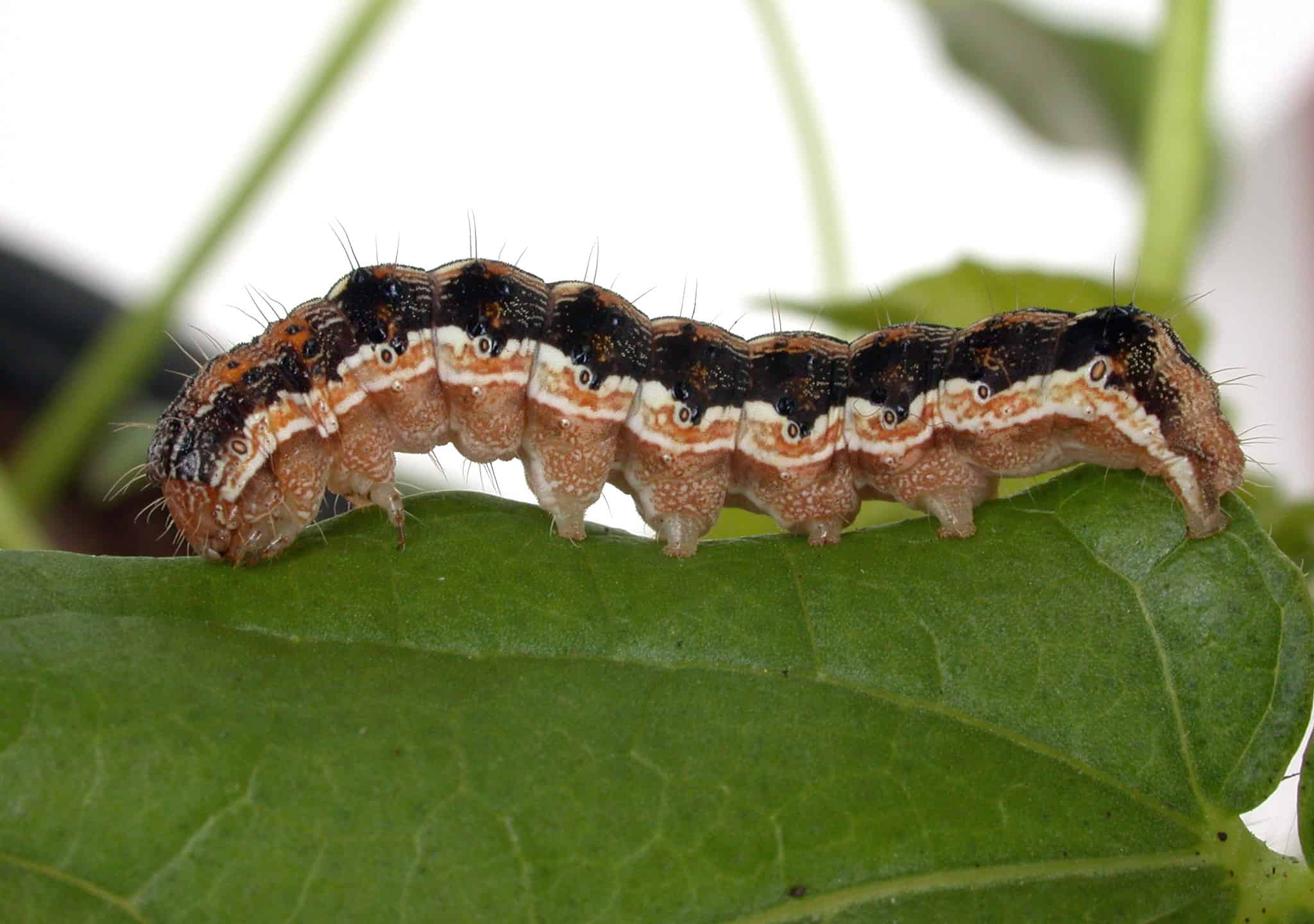 The Destructive Caterpillar That Can Digest Styrofoam