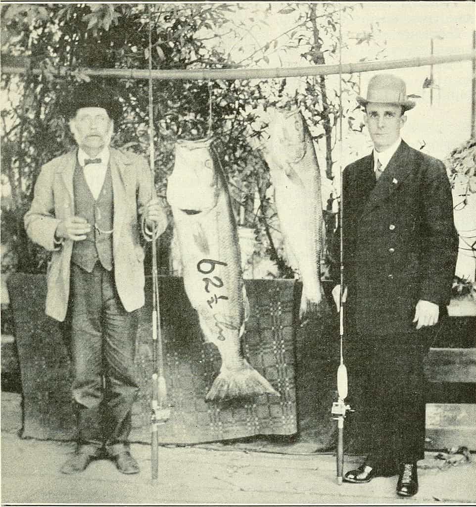 A striped bass weighing 62 1/2 pounds caught in the Napa River by William West September 11, 1911. This is the largest fish recorded for the Napa River. Photograph by William West.