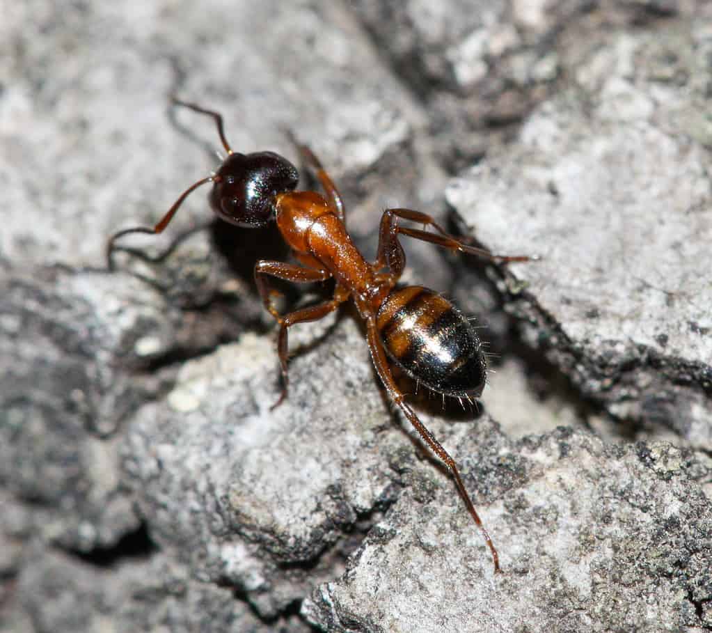 Essig's carpenter ant (Camponotus essigi)