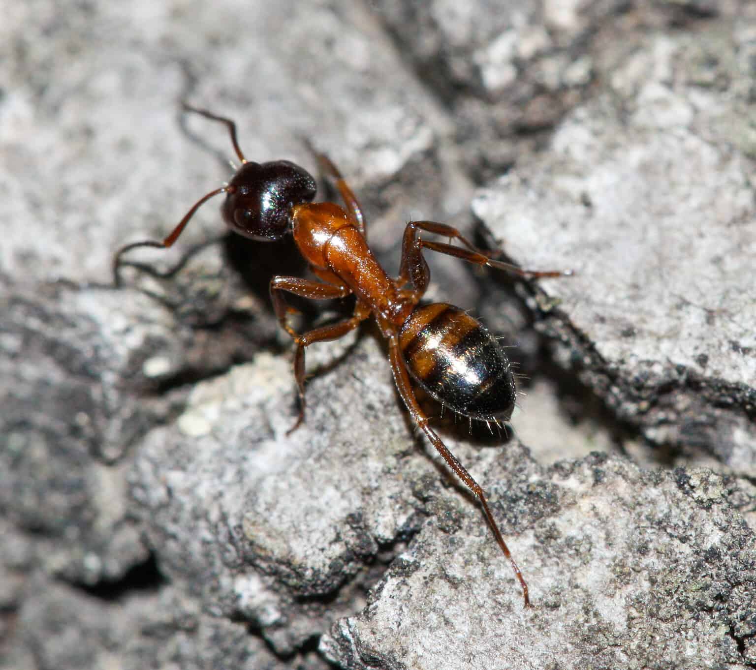 Discover the 10 Largest Ants Crawling Around Canada - A-Z Animals