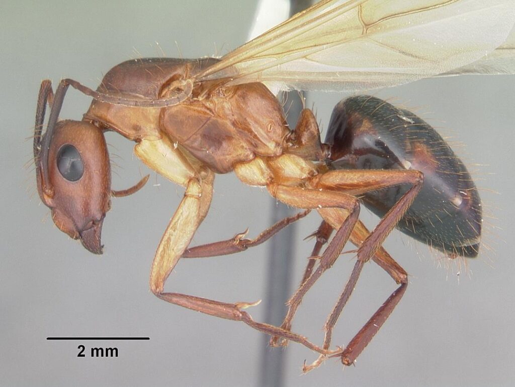 Camponotus tortuganus