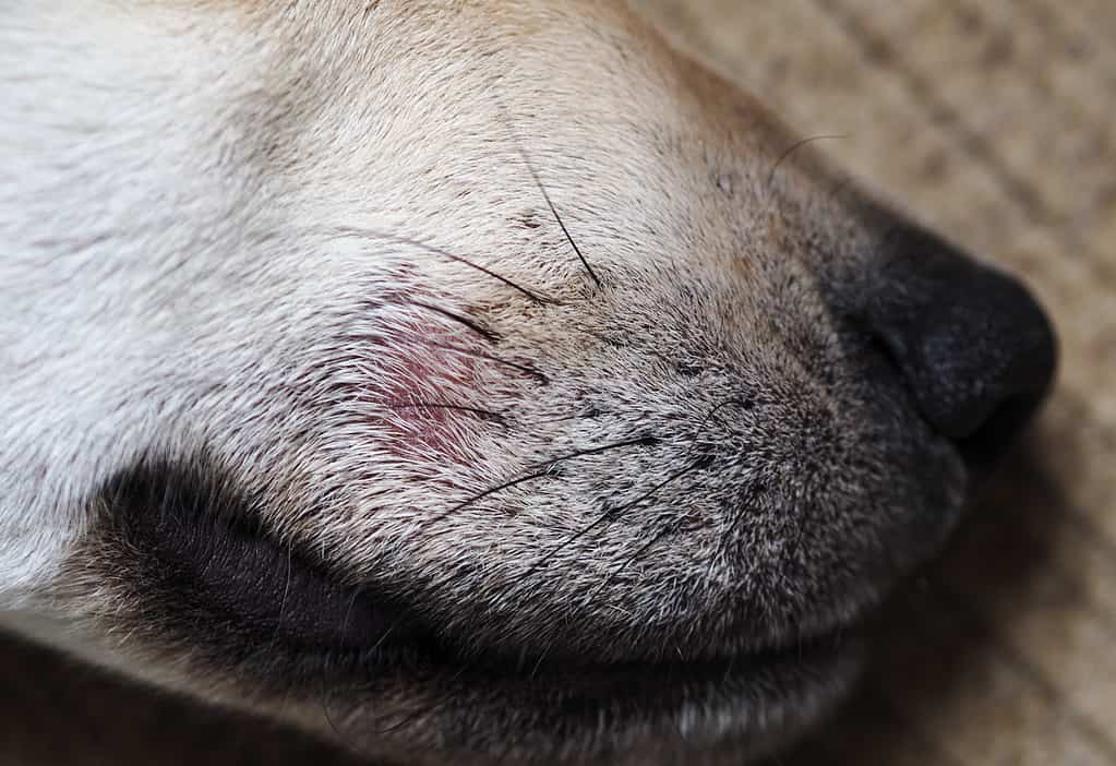 Canine demodex mange causes hot spots and itching that can start on the muzzle or feet.