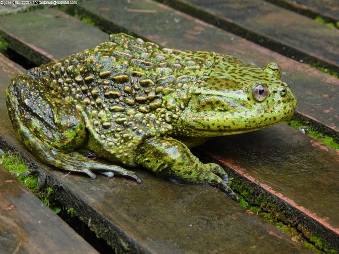 Calyptocephalella gayi Chilean helmeted bullfrog