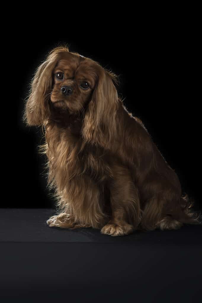 Cavaliers only come in two solid colors, and ruby is one of them. Its name implies a deep red color.