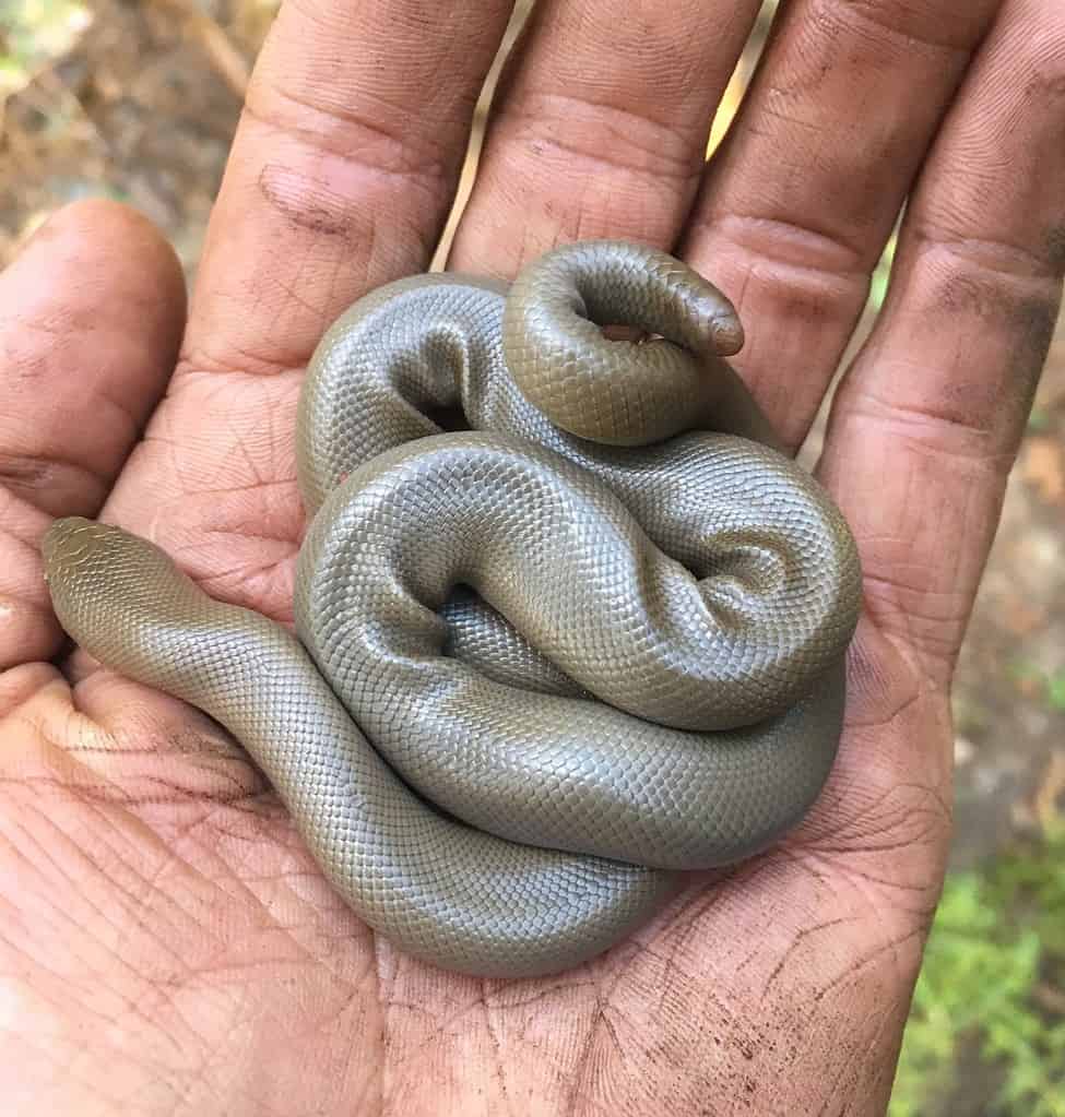 A small Northern rubber boa in a man's hand.
