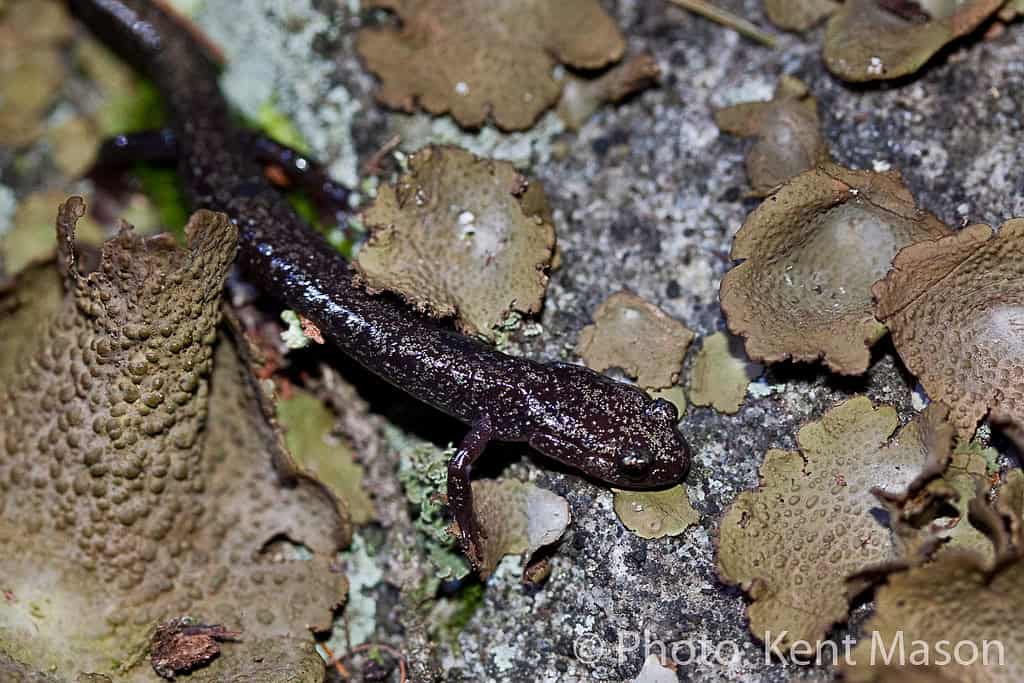 Cheat Mountain Salamander