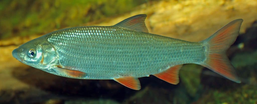 Nase fish (Chondrostoma nasus)