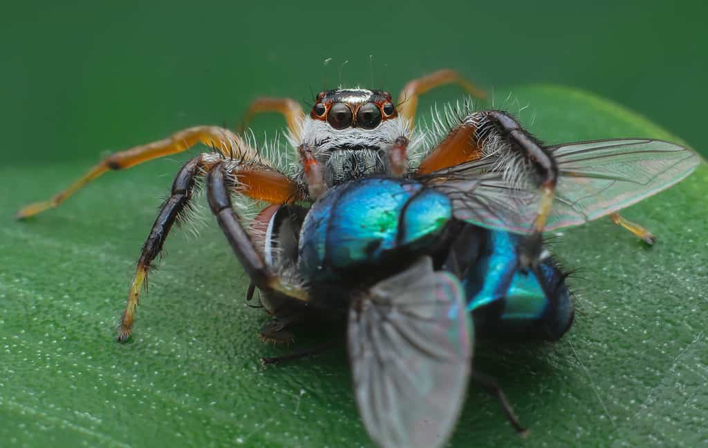 Common housefly catcher (Plexippus petersi)