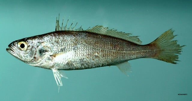Weakfish Cynoscion regalis
