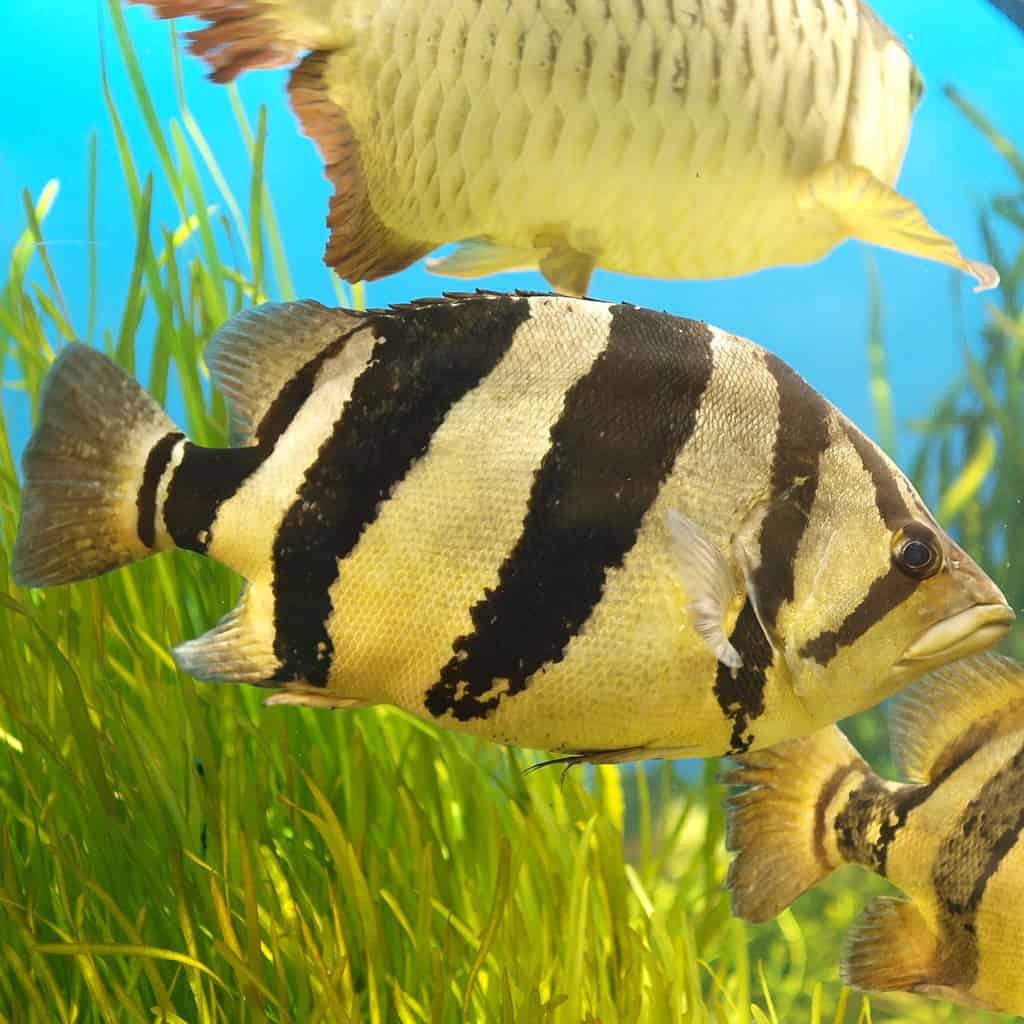 New Guinea tigerfish is a popular captive species, and aquarists around the world have them in their tanks.