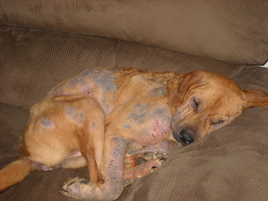 beginning stages of mange in dogs