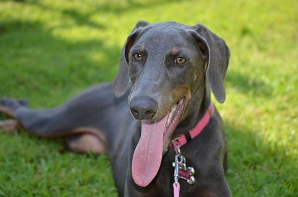 Doberman Pinscher Progression: Growth Chart, Milestones, And Training ...