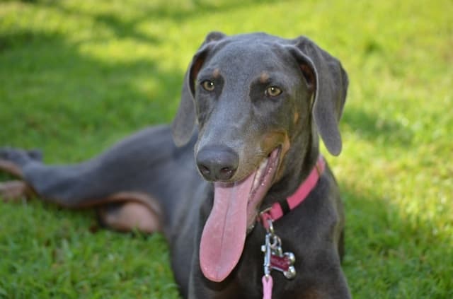 blue Doberman with undocked ears