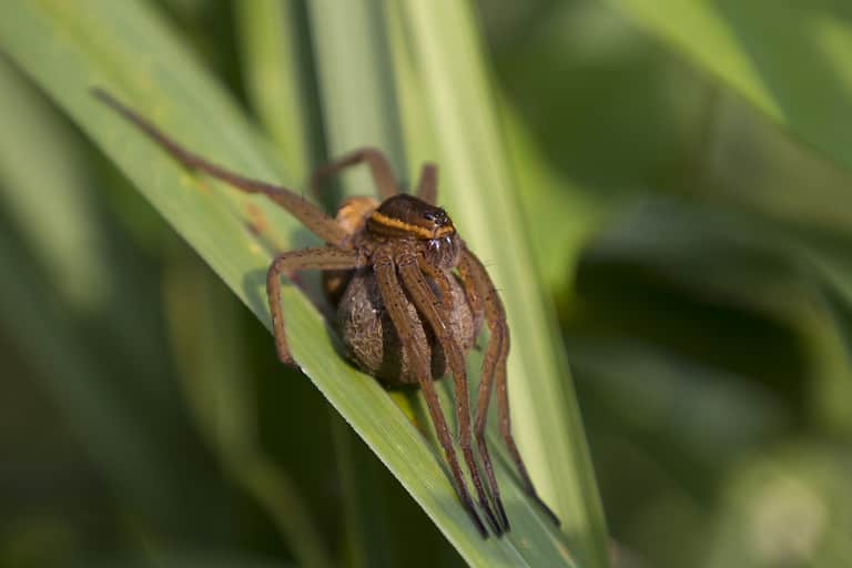 Five Rivers Spider How the Return of Formerly Rare Spiders Is Reshaping Local Habitats - A ...