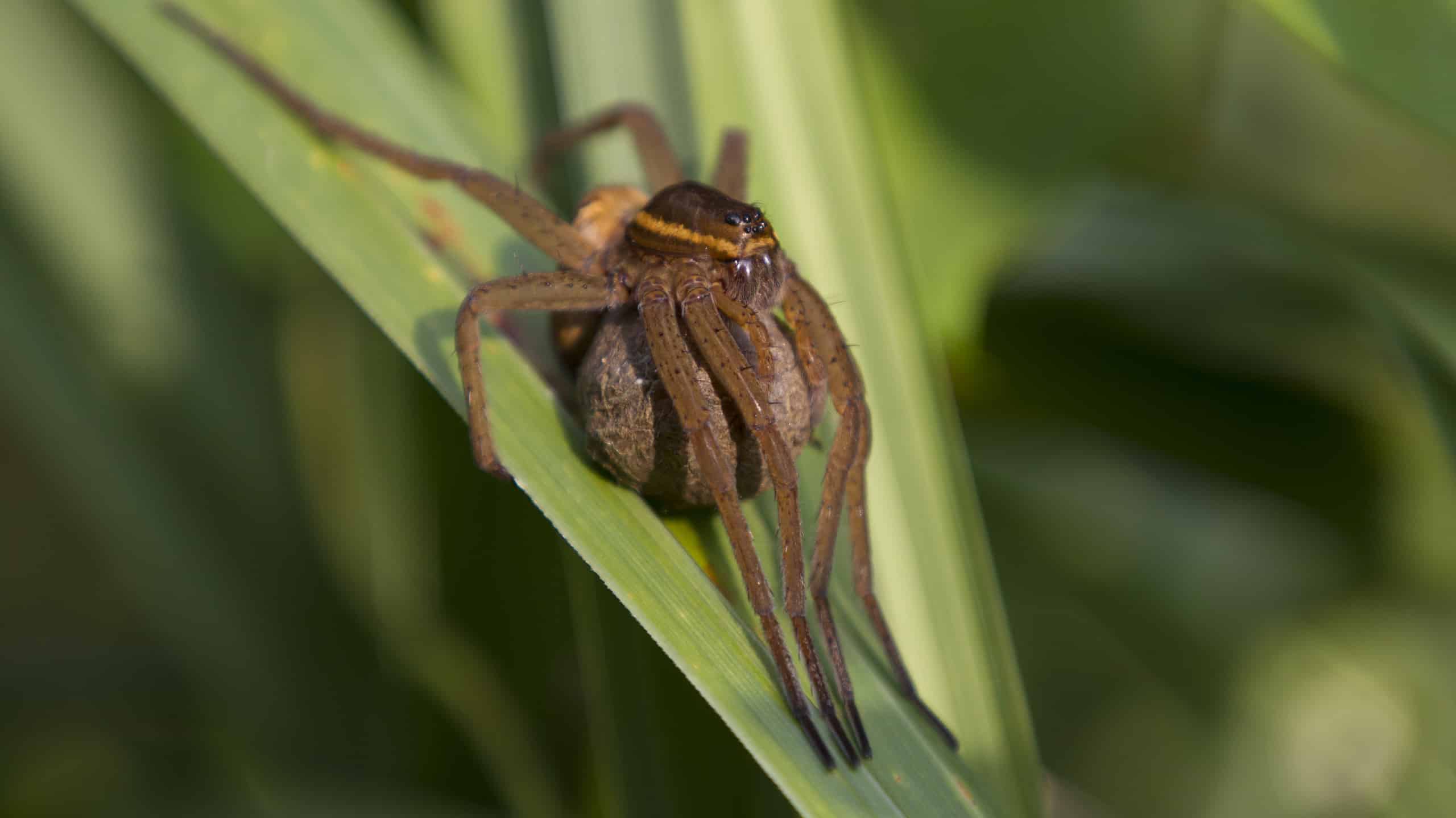 great Raft Spider (Dolomedes plantarius)