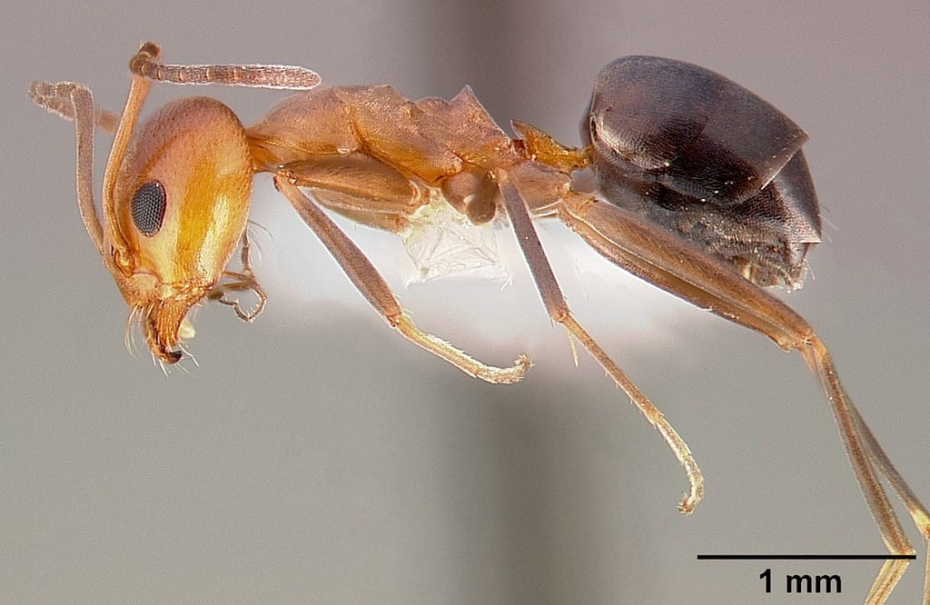 Profile view of ant Dorymyrmex bicolor