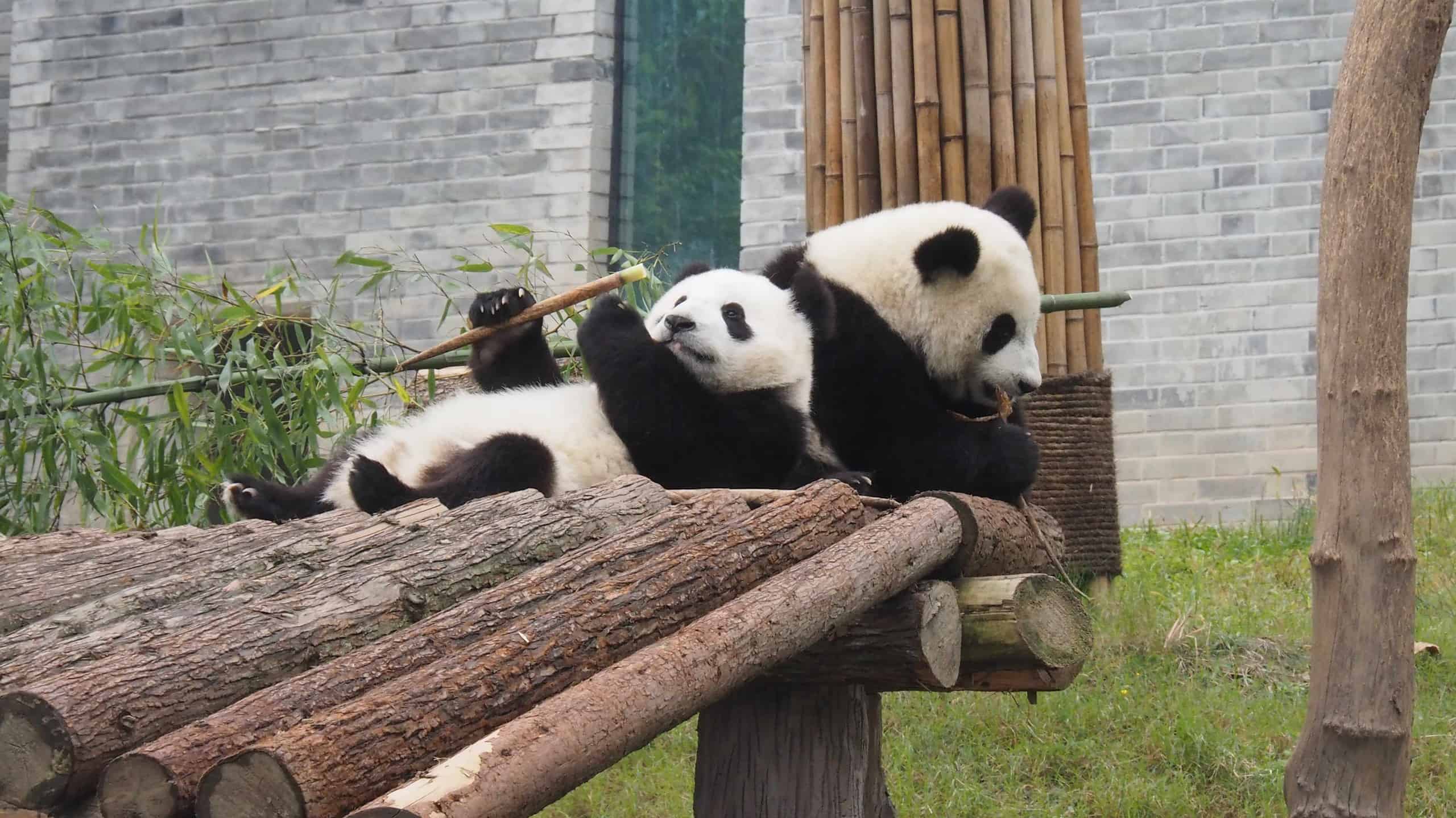 Facts the World Needs to Know About Pandas - A-Z Animals Slideshows
