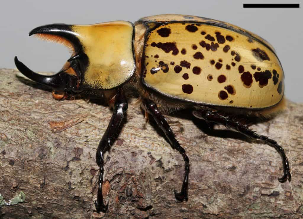 largest beetles