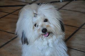 Coton De Tulear Lifespan: How Long Do These Dogs Live? Picture