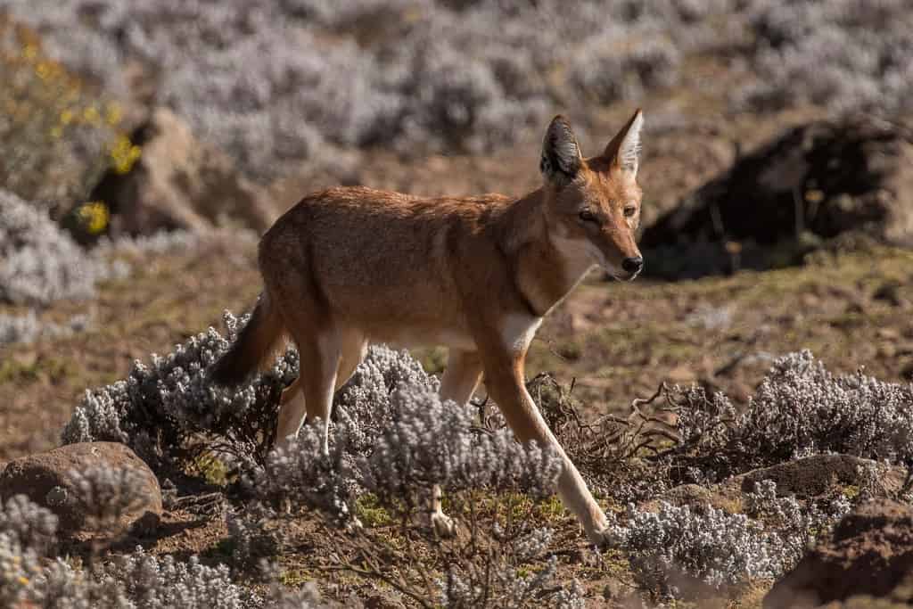 Ethiopian wolf